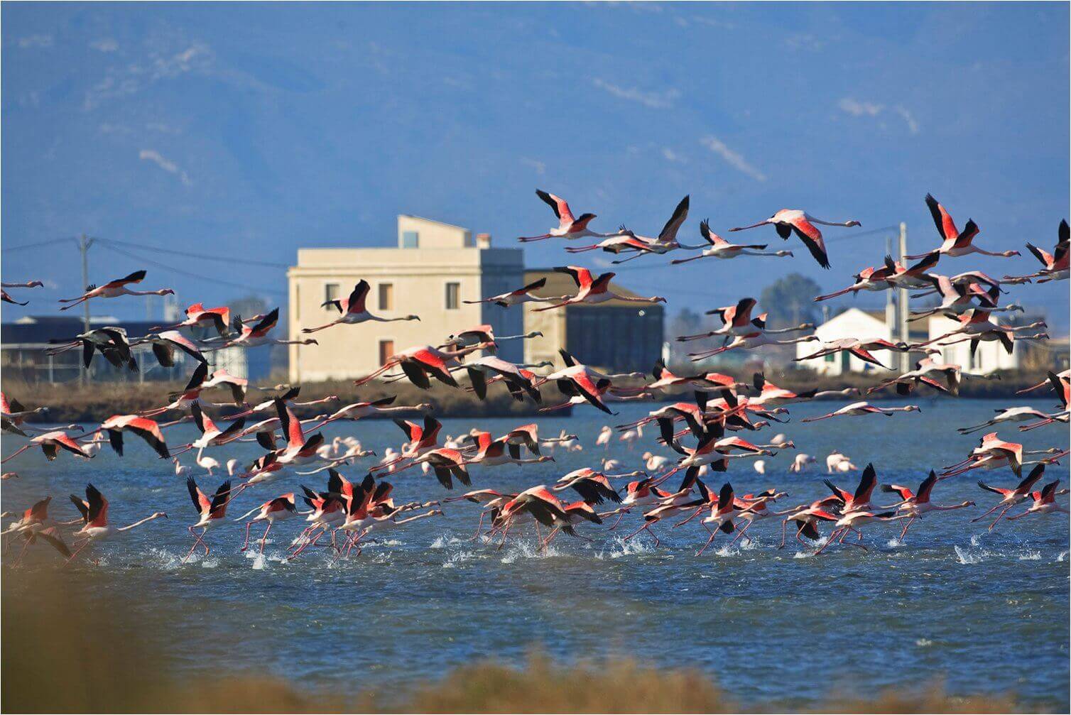 vista edificio con flamencos volando